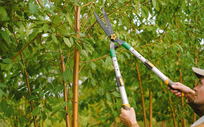 Tree trimming in Fairbanks, IN