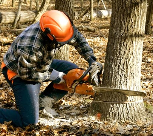 Tree Removal in Fairbanks, IN